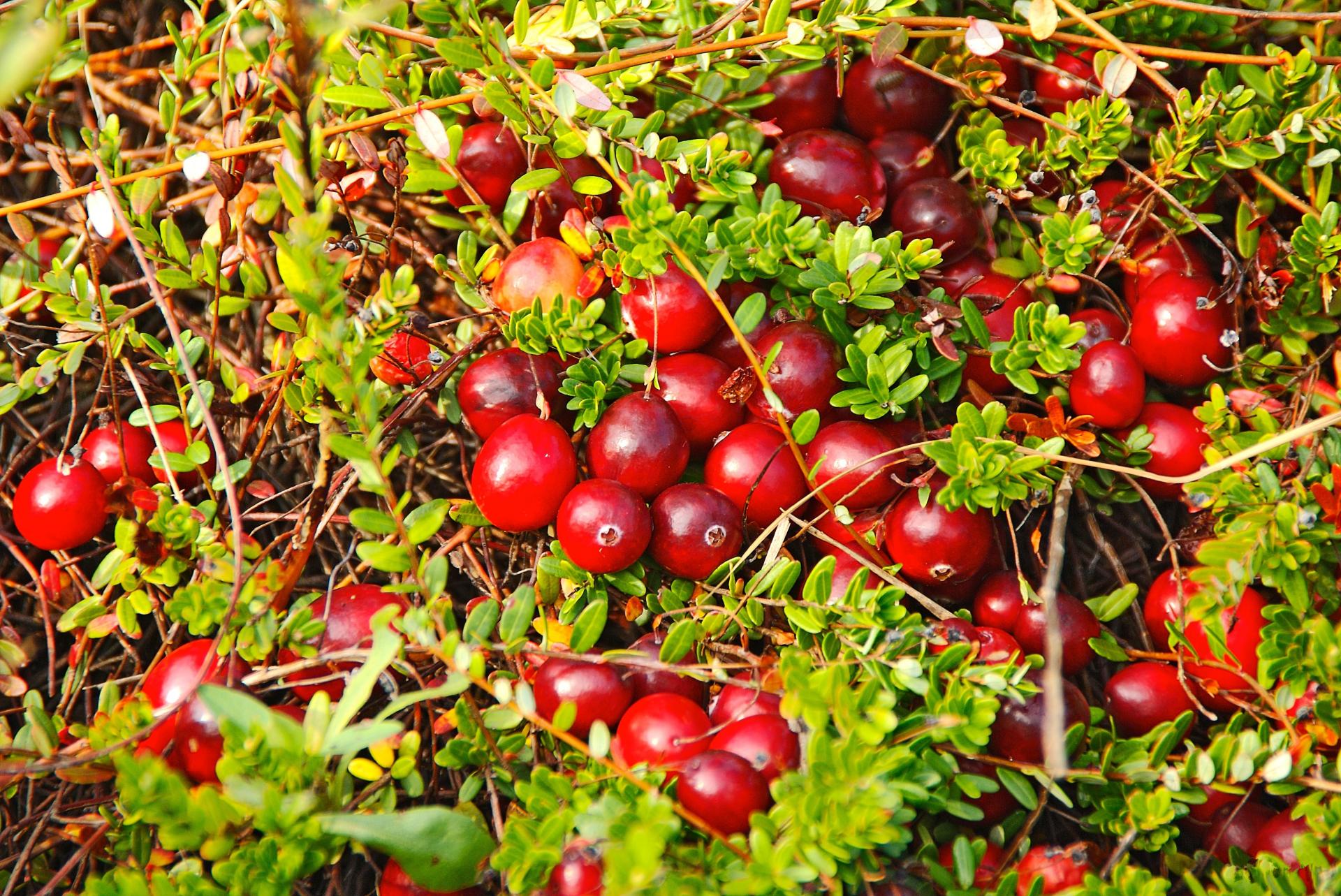 Клюкало. Клюква Болотная (Oxycoccus palustris). Cranberries (Vaccinium macrocarpon). Клюква ягода. Клюква крупноплодная Pilgrim (Пилигрим).
