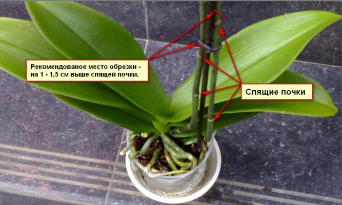 Размножение орхидеи делением цветоноса