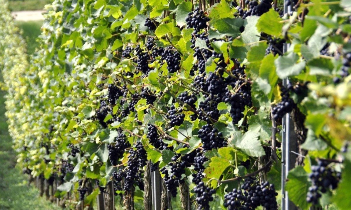 Сорта винограда с описанием, характеристикой и отзывами, в том численеприхотливые, а также лучшие для разных областей и регионов