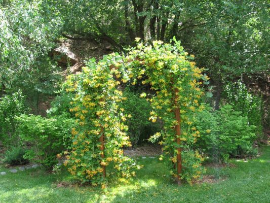 Декоративная жимолость на арке в саду