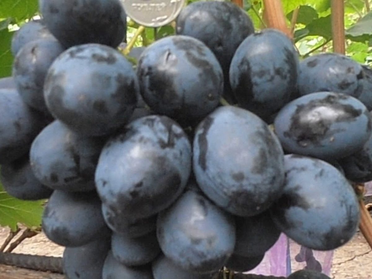 виноград черный хрусталь описание сорта фото