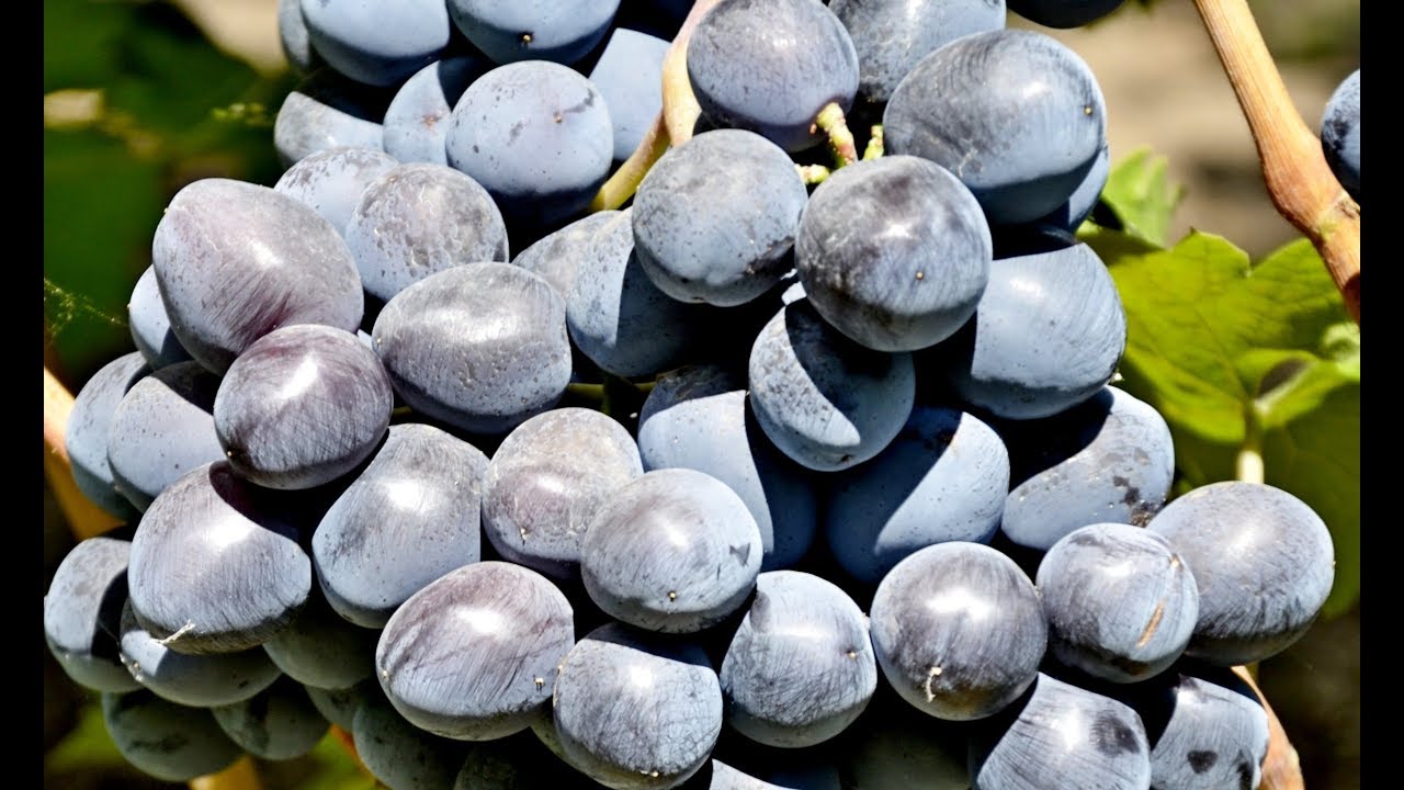 Виноград Руслан: описание сорта с характеристикой и отзывами, особенностипосадки и выращивания, фото