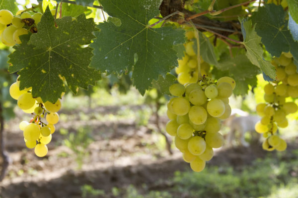 Виноград Плевен: описание сорта с характеристикой и отзывами, особенностипосадки и выращивания, фото