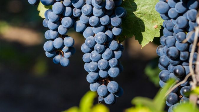 Лучшие сорта винограда с описанием, характеристикой и отзывами, в том числе  винные, какие выбрать для выращивания в Украине, России