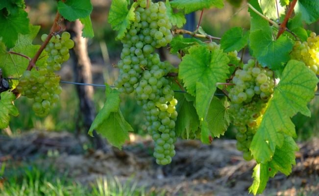 Как подвязать виноград, в том числе весной, а также описание способов, втом числе для начинающих