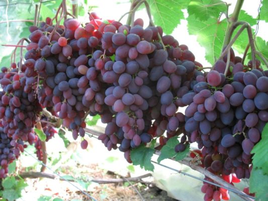 Красота винограда Кишмиш Лучистый особенности и преимущества