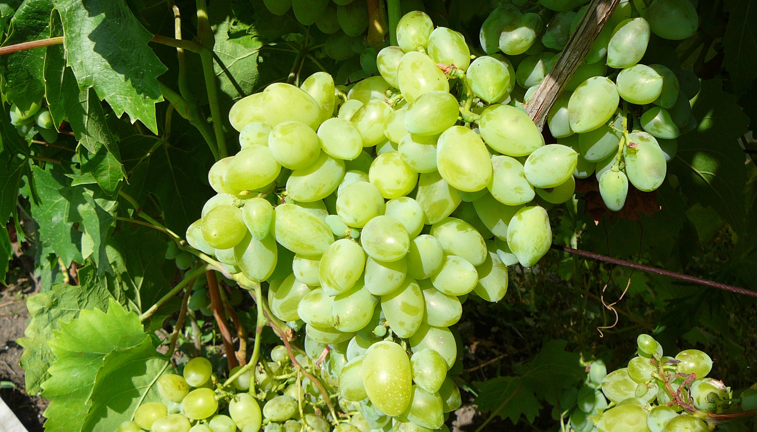 Сорт винограда моцарт фото и описание