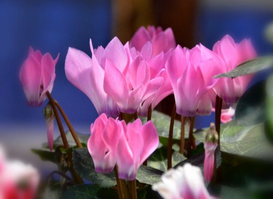 Цикламен Цветок Фото Уход