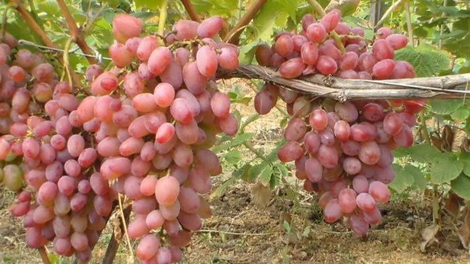 Юлиан - новый сорт винограда описание и особенности