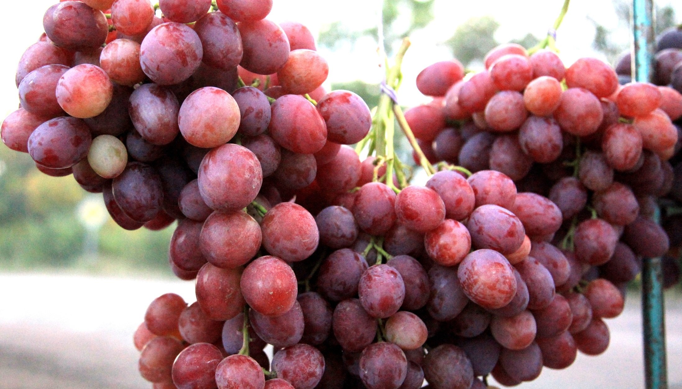 Сорт винограда Анюта