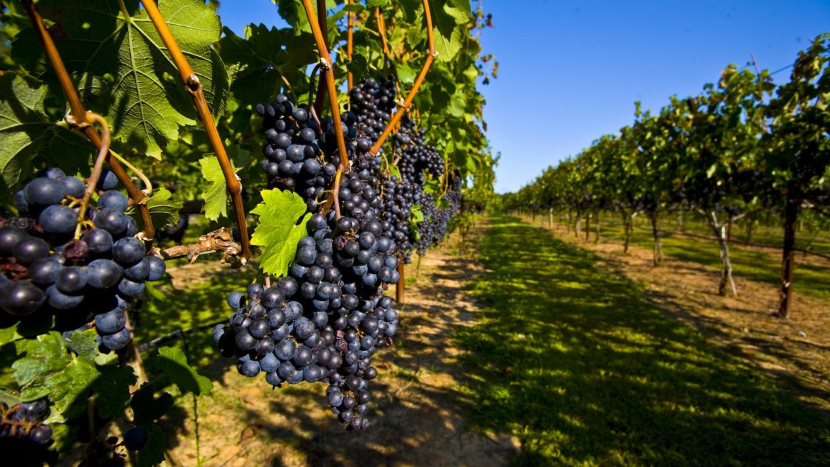 Выращивание винограда в средней полосе России, особенности посадки и уходадля данного региона, в том числе для начинающих