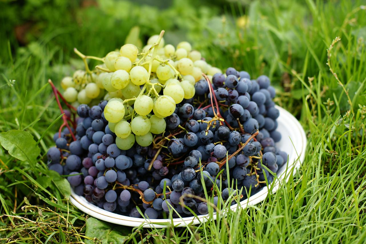 Уникальный виноград для сибирского климата