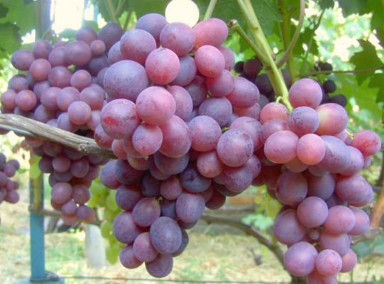 Описание и характеристики сорта винограда Аколон