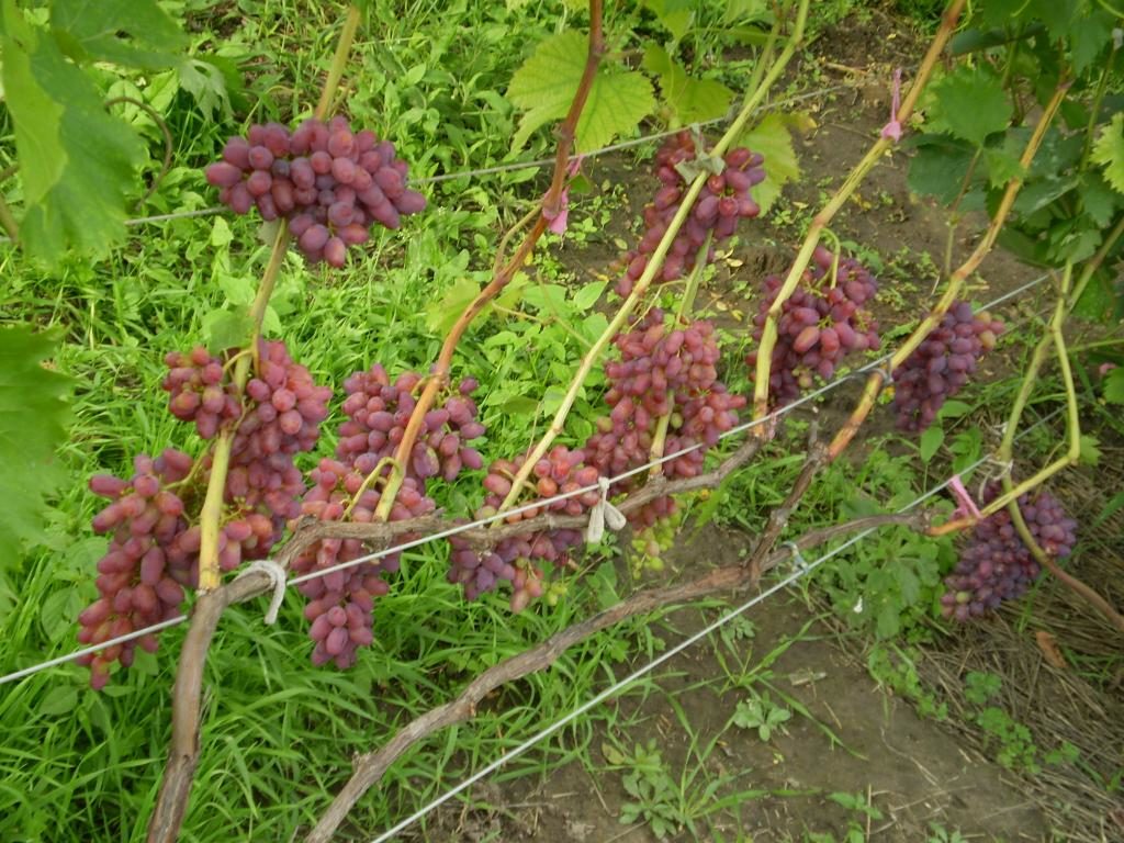 Виноград Арочный: описание сорта с характеристикой и отзывами, особенностипосадки и выращивания, фото