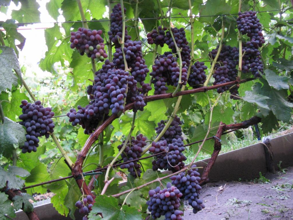 Виноград кишмиш юпитер: описание сорта