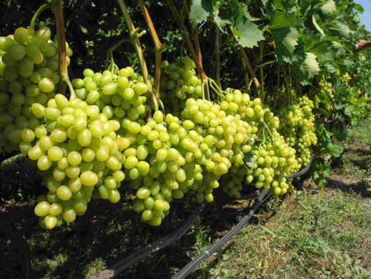 Супер Экстра виноград: описание сорта и отзывы
