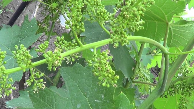 Как сажать виноград черенками, одревесневшими и зелёными, в том числе вПодмосковье, на Урале, в Белоруссии, на Украине, инструкции с фото