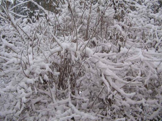 Жасмин садовый под снегом
