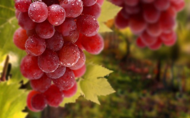 Сорта Винограда В Крыму С Фото Характеристики