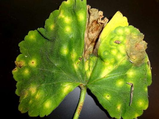 Бактериальная инфекция на листе герани