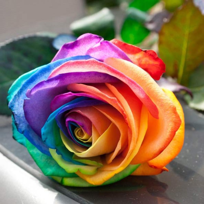 Самый красивый букет роз в мире