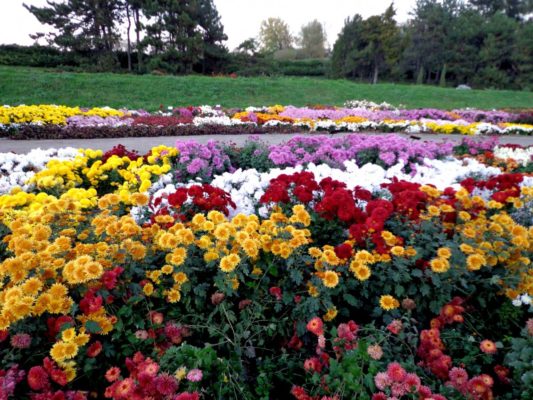 Разноцветные цветущие хризантемы