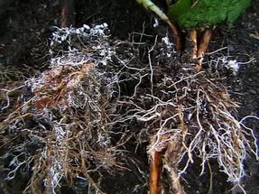 Микориза на корнях растений