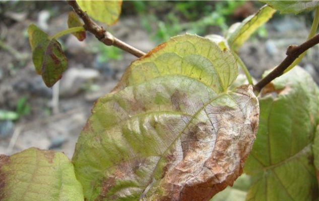 Пятнистость листьев актинидии