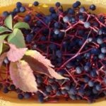 Плоды девичьего винограда
