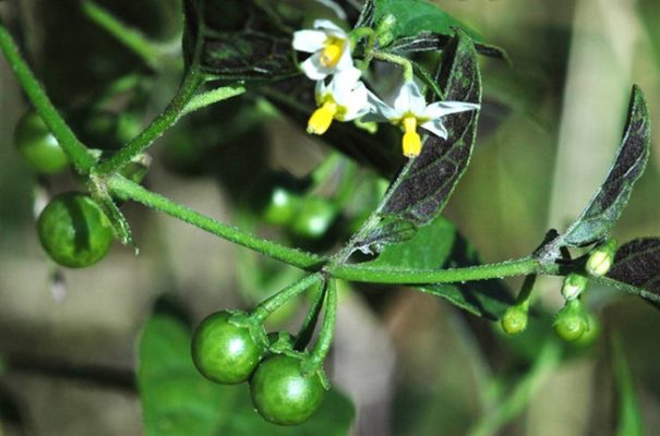 Цвет Санберри с зелёными ягодами
