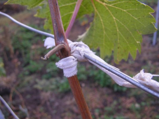 Подвязанный побег винограда