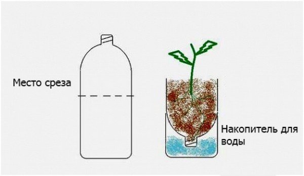 Можно ли клубнику выращивать в пластиковых бутылках?