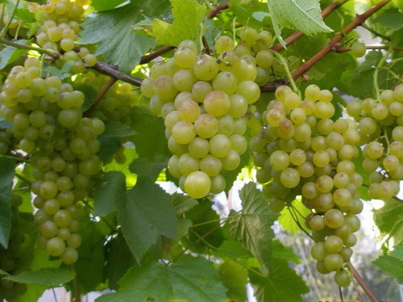 Виноград Краса Севера: описание сорта с характеристикой и отзывами,особенности посадки и выращивания, фото