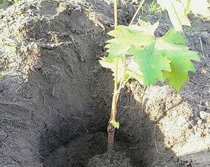 Саженец винограда в посадочной яме