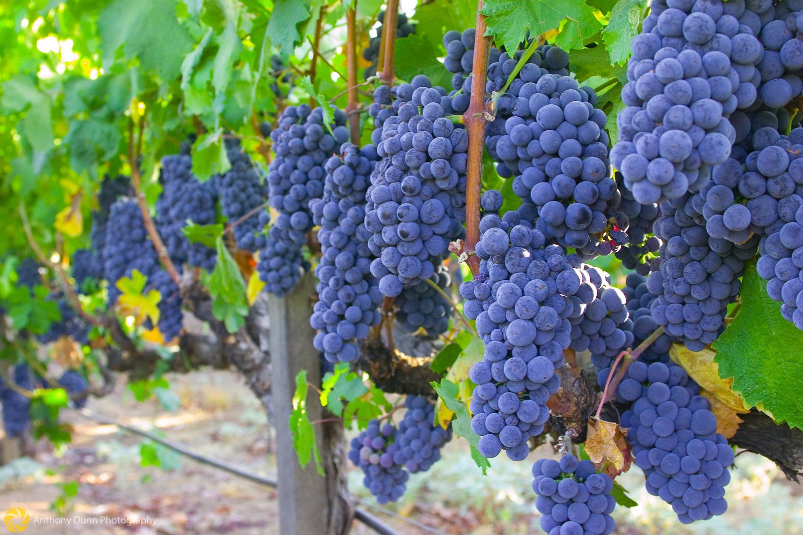 виноград ламборджини фото