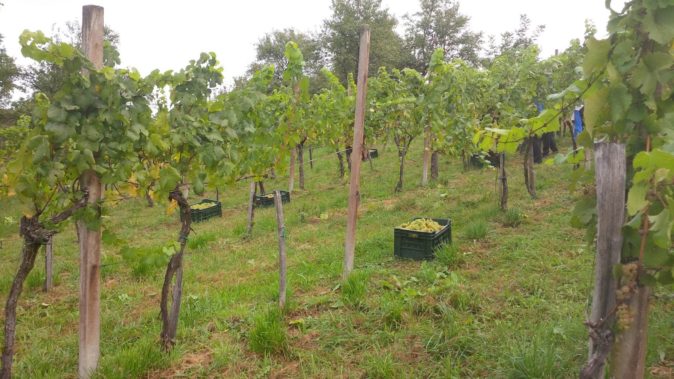 Схема высадки винограда