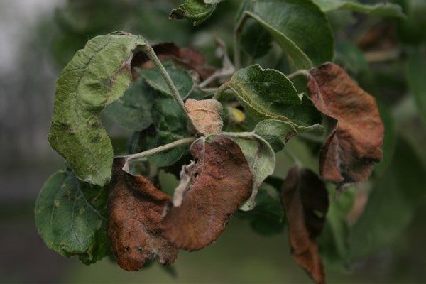 Бурая пятнистость на листьях яблони
