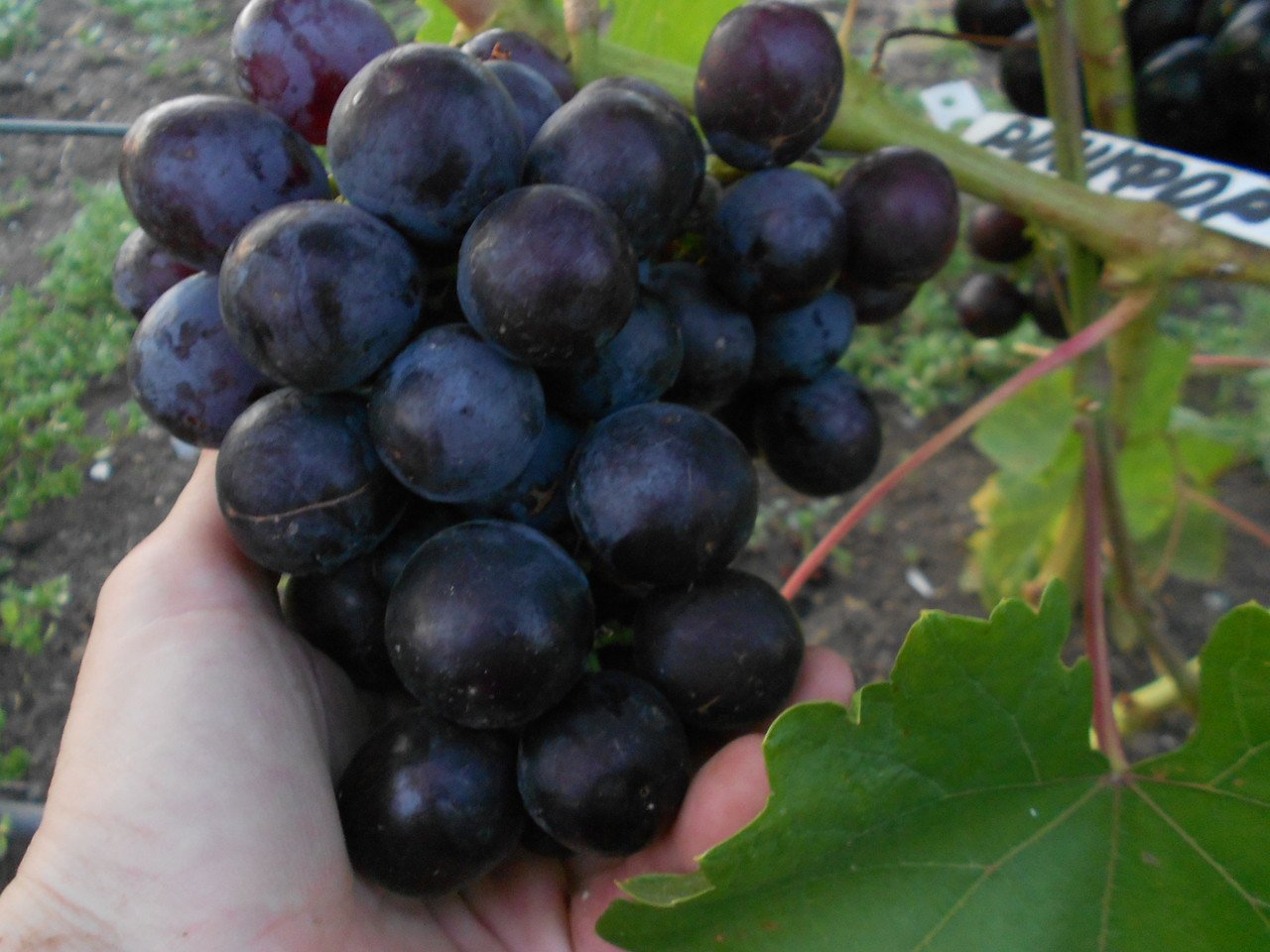 Виноград Рошфор: описание сорта с характеристикой и отзывами, особенности посадки и выращивания, фото