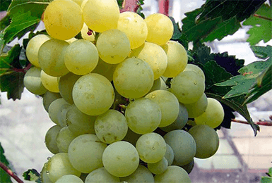 Гроздь винограда Тукай