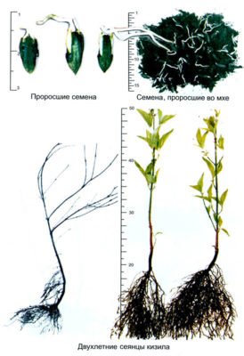 Схема выращивания кизила из косточки