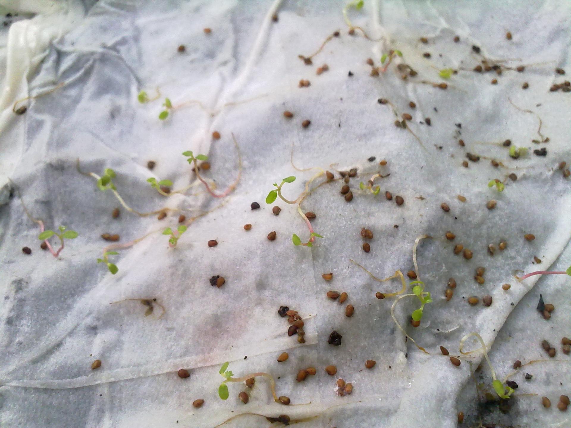 Сколько всходят семена клубники в домашних