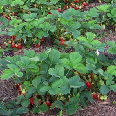 Кусты земляники с ягодами