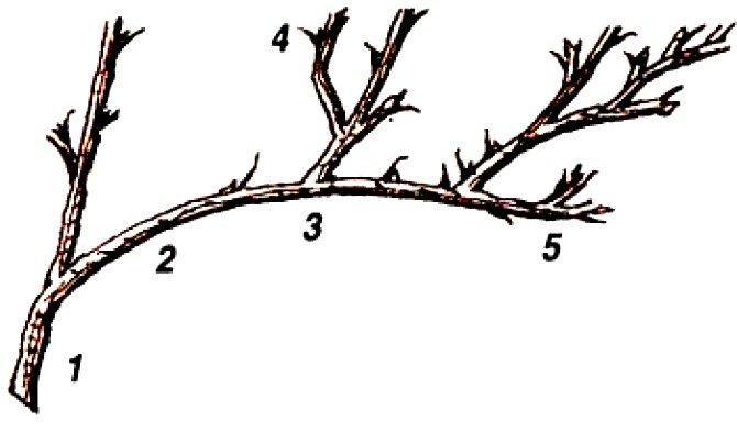 Схема ветвления крыжовника