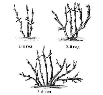 Схема обрезки крыжовника