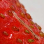 Нематода на ягоде клубнике