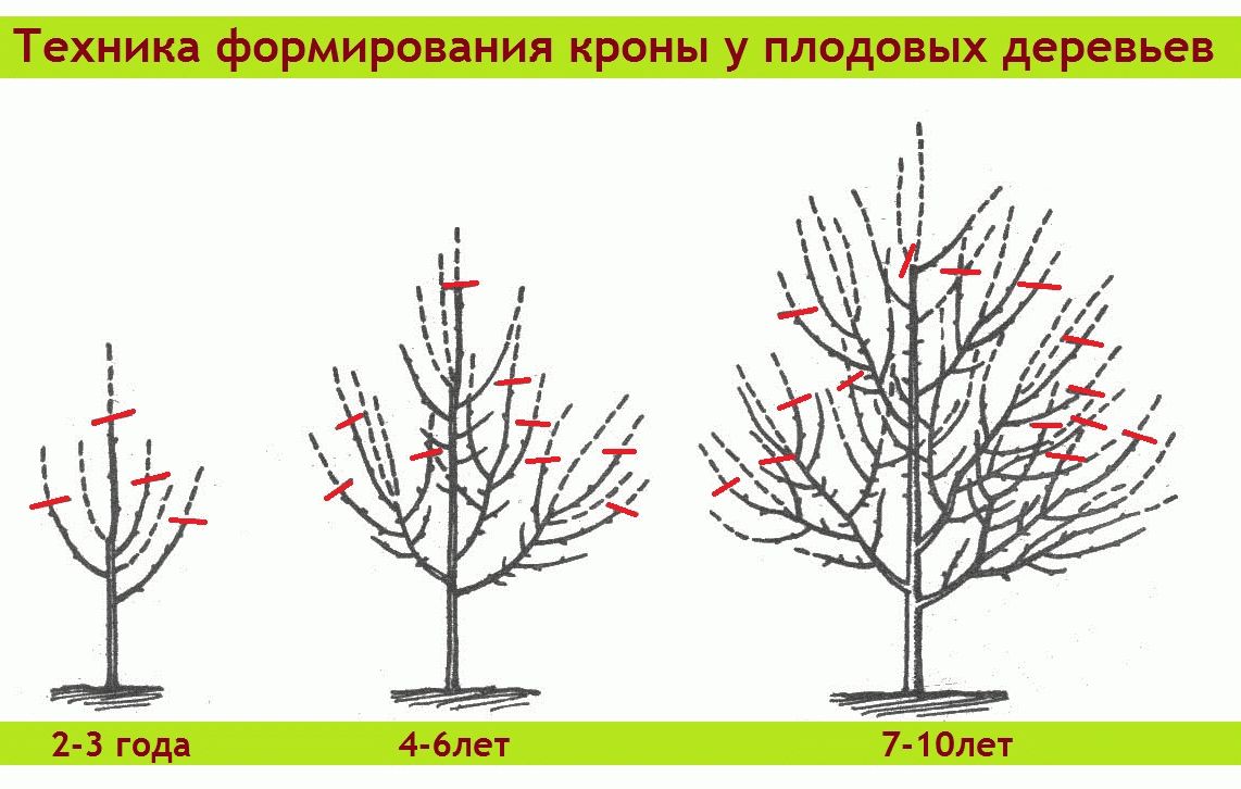 формировка плодовых деревьев