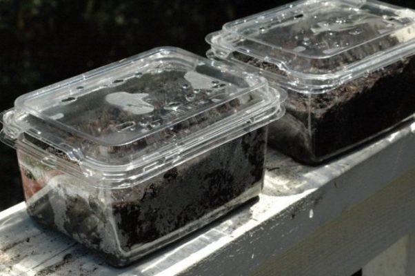 Пластиковые контейнеры с семенами