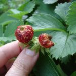 Мелкие ягоды клубники