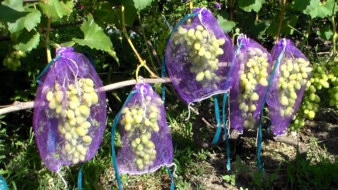 Сеточки на гроздях винограда