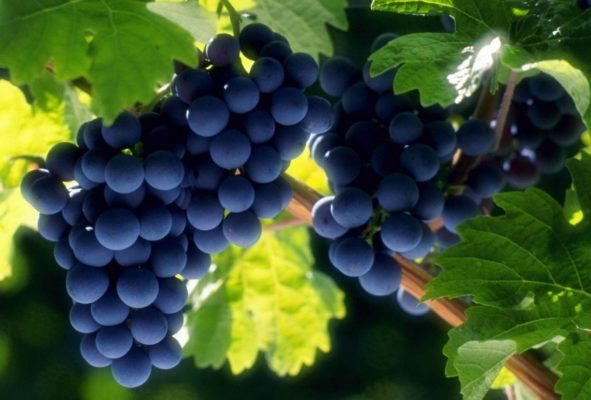 Виноград Мария: описание и характеристики сорта, особенности ухода и выращивания, фото, отзывы